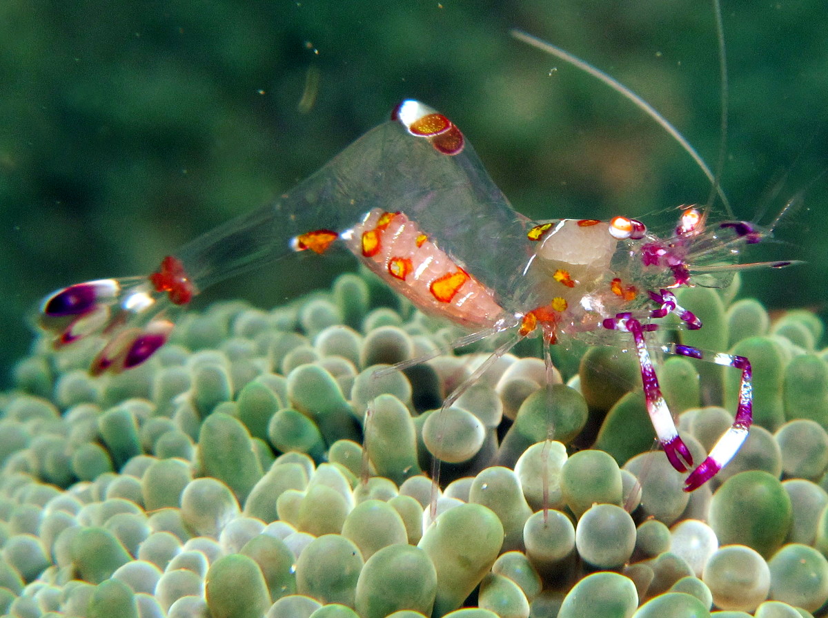 Yellow-Spotted Anemone Shrimp - Ancylomenes luteomaculatus