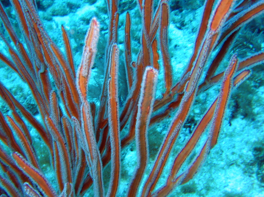 Angular Sea Whip - Pterogorgia anceps
