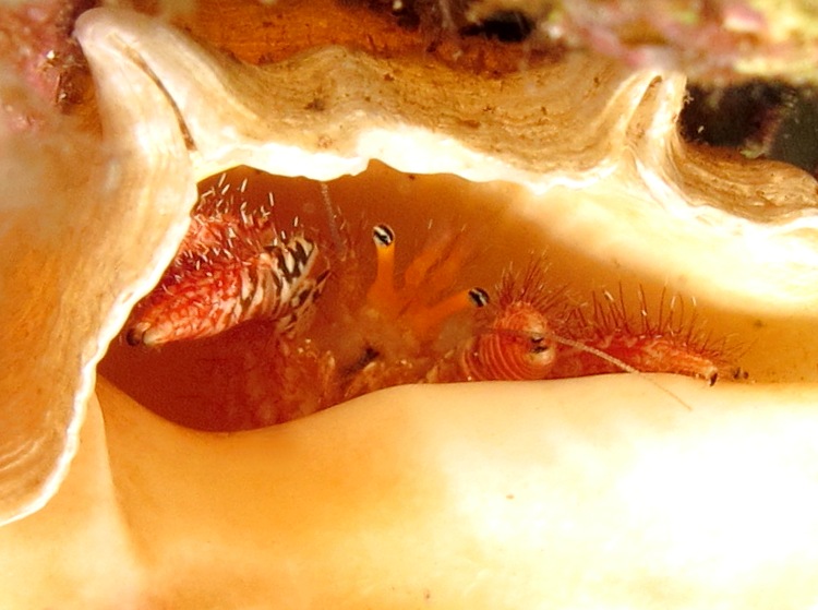 Hopper's Hermit Crab - Aniculus hopperae - Lanai, Hawaii