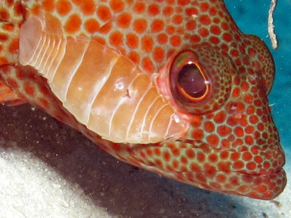 Grouper Isopod - Anilocra brillae
