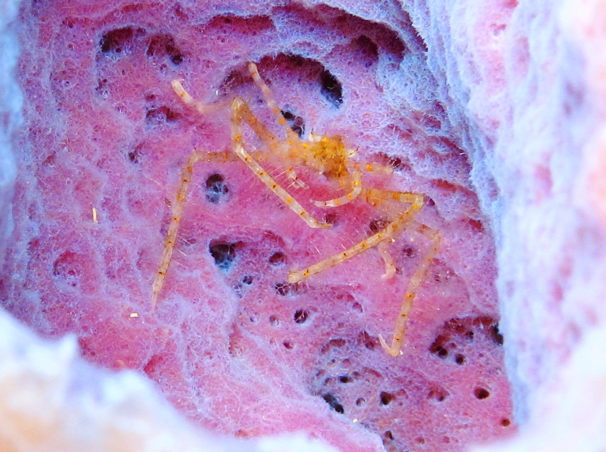 Curved-Nose Neck Crab - Anisonotus curvirostris