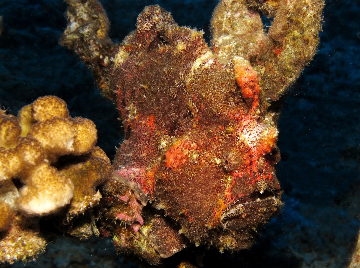 Giant Frogfish - Antennarius commerson