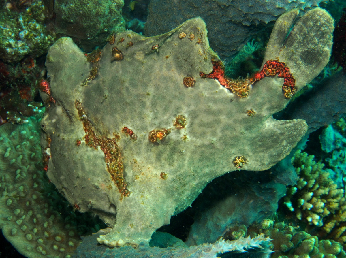 Giant Frogfish - Antennarius commerson