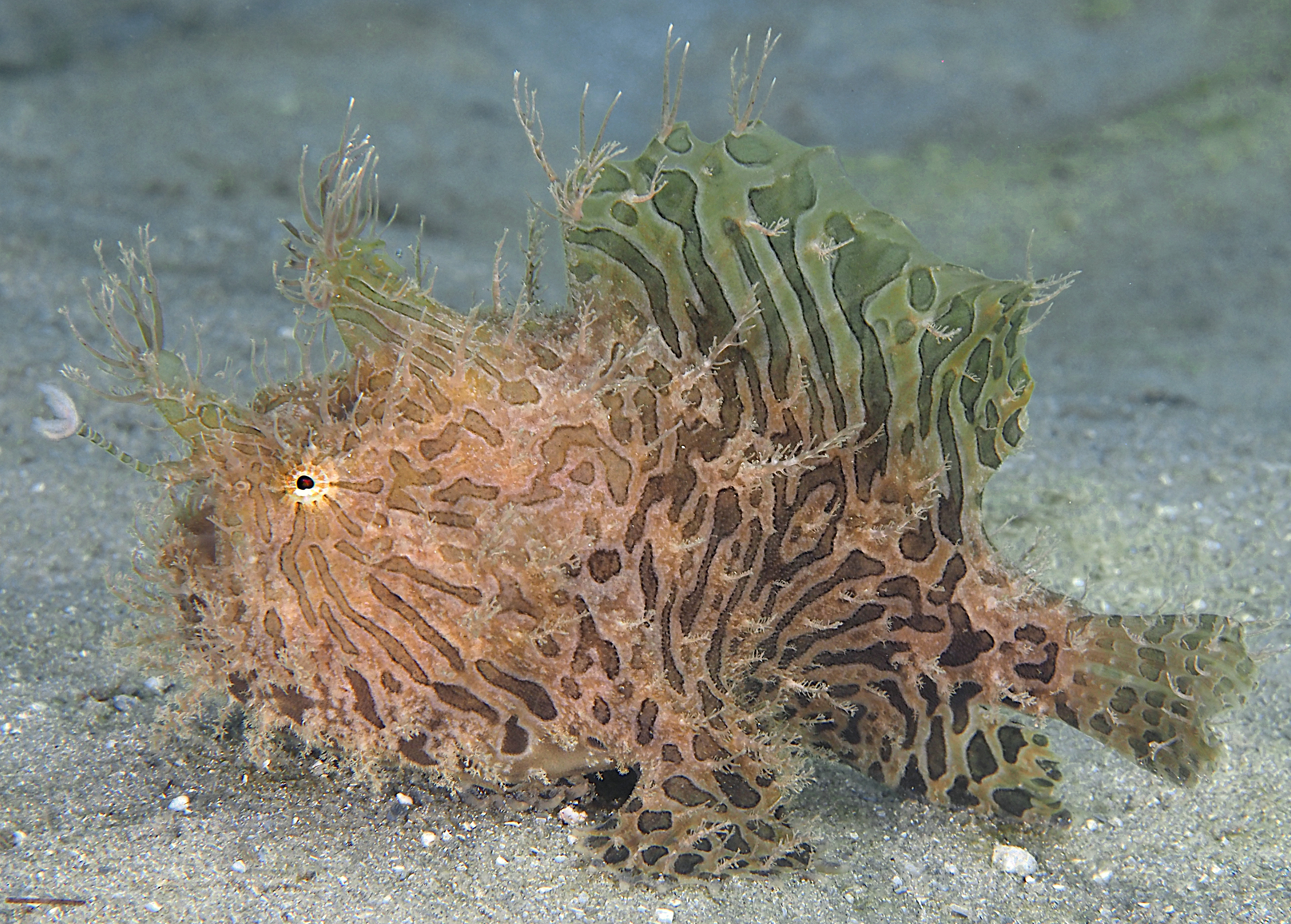 Splitlure Frogfish - Antennarius scaber - Blue Heron Bridge, Florida