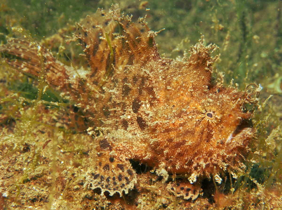 Striated Frogfish - Antennarius striatus - Lembeh Strait, Indonesia