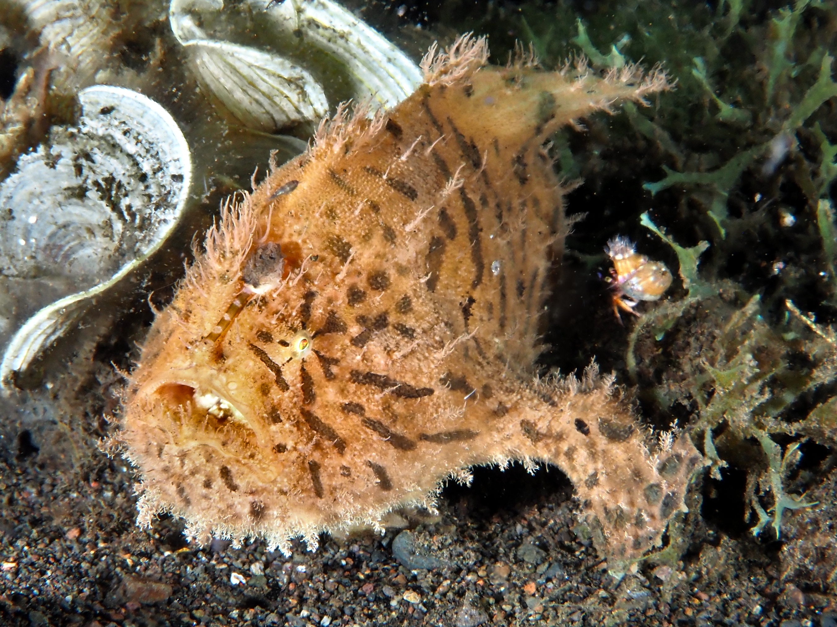 Striated Frogfish - Antennarius striatus