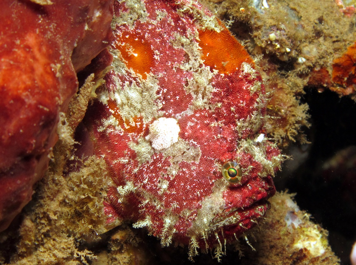 Freckled Frogfish - Antennatus coccineus - Dumaguete, Philippines