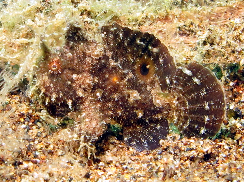 Bandtail Frogfish - Abantennarius dorehensis