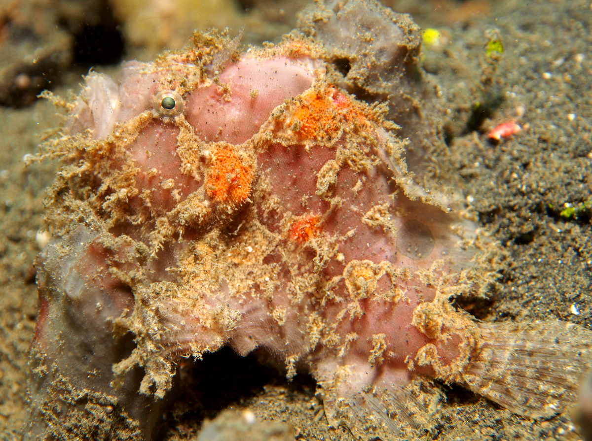 Spotfin Frogfish - Antennatus nummifer - Lembeh Strait, Indonesia