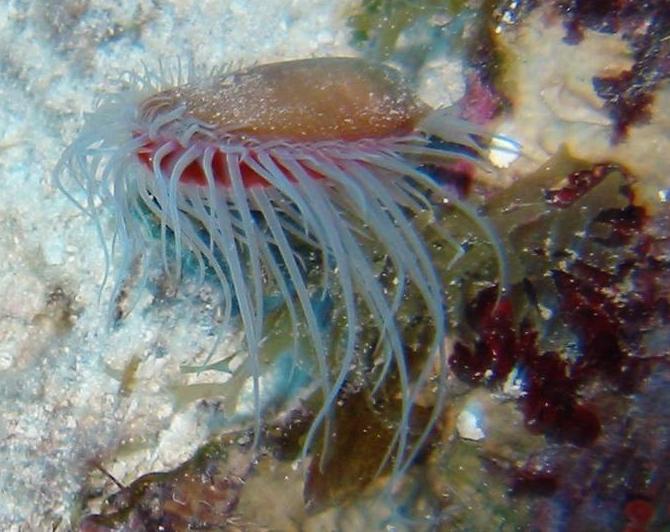Antillean Fileclam - Limaria pellucida
