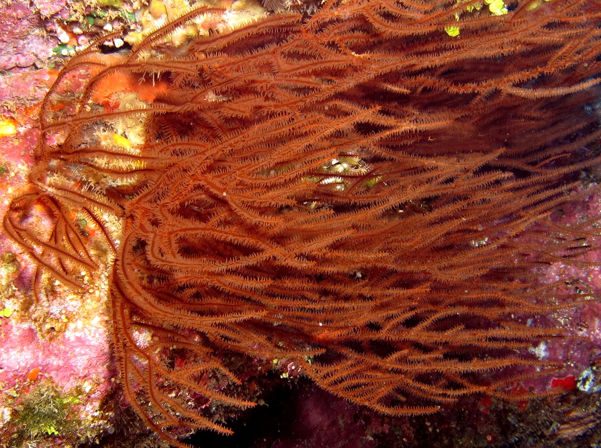 Hawaiian Black Coral - Antipathes griggi - Lanai, Hawaii