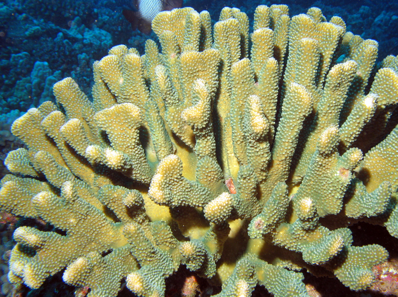 Antler Coral - Pocillopora eydouxi - Lanai, Hawaii
