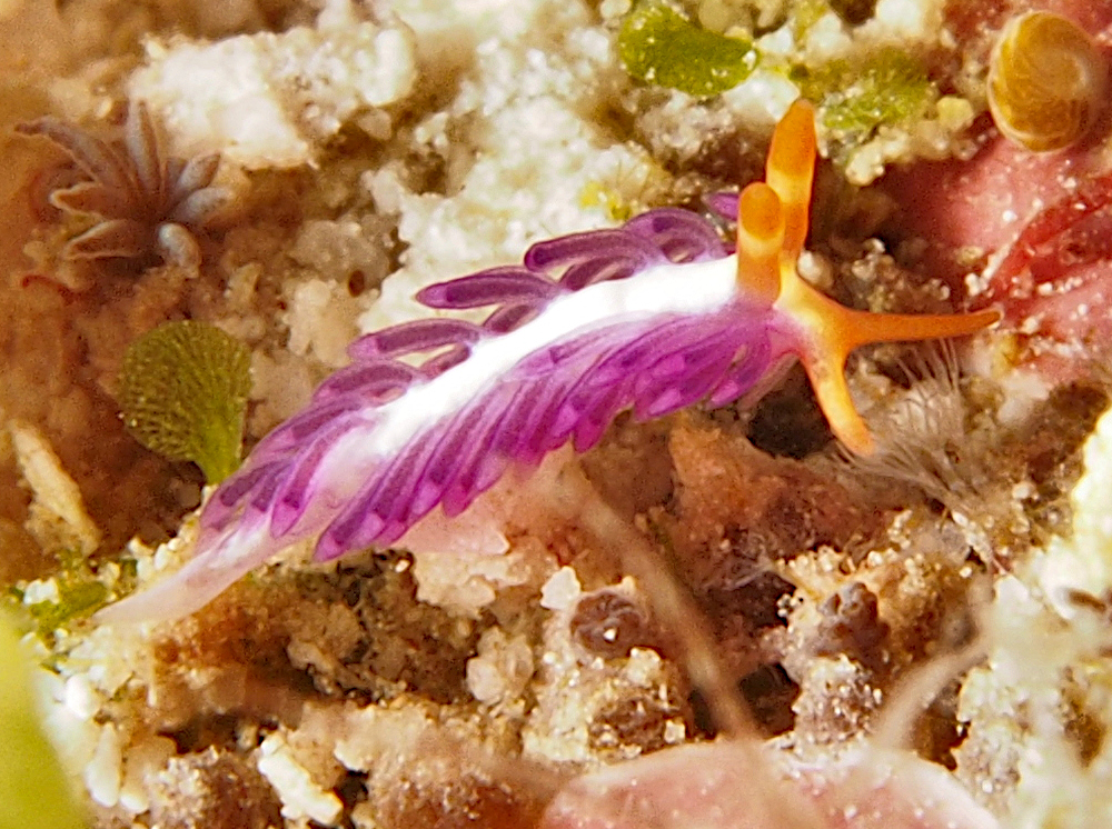 Antonietta sp. 1 - Antonietta sp. 1 - Wakatobi, Indonesia