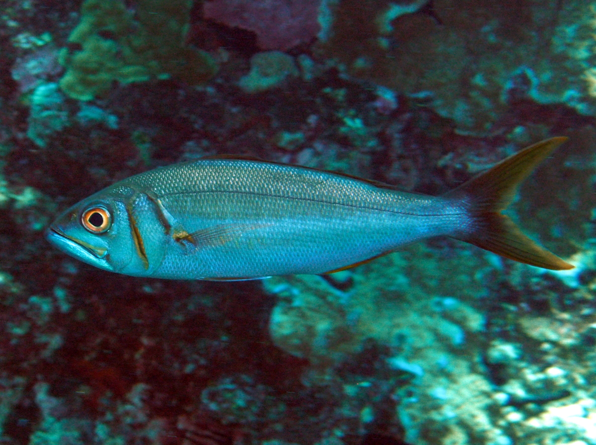 Smalltoothed Jobfish - Aphareus furca