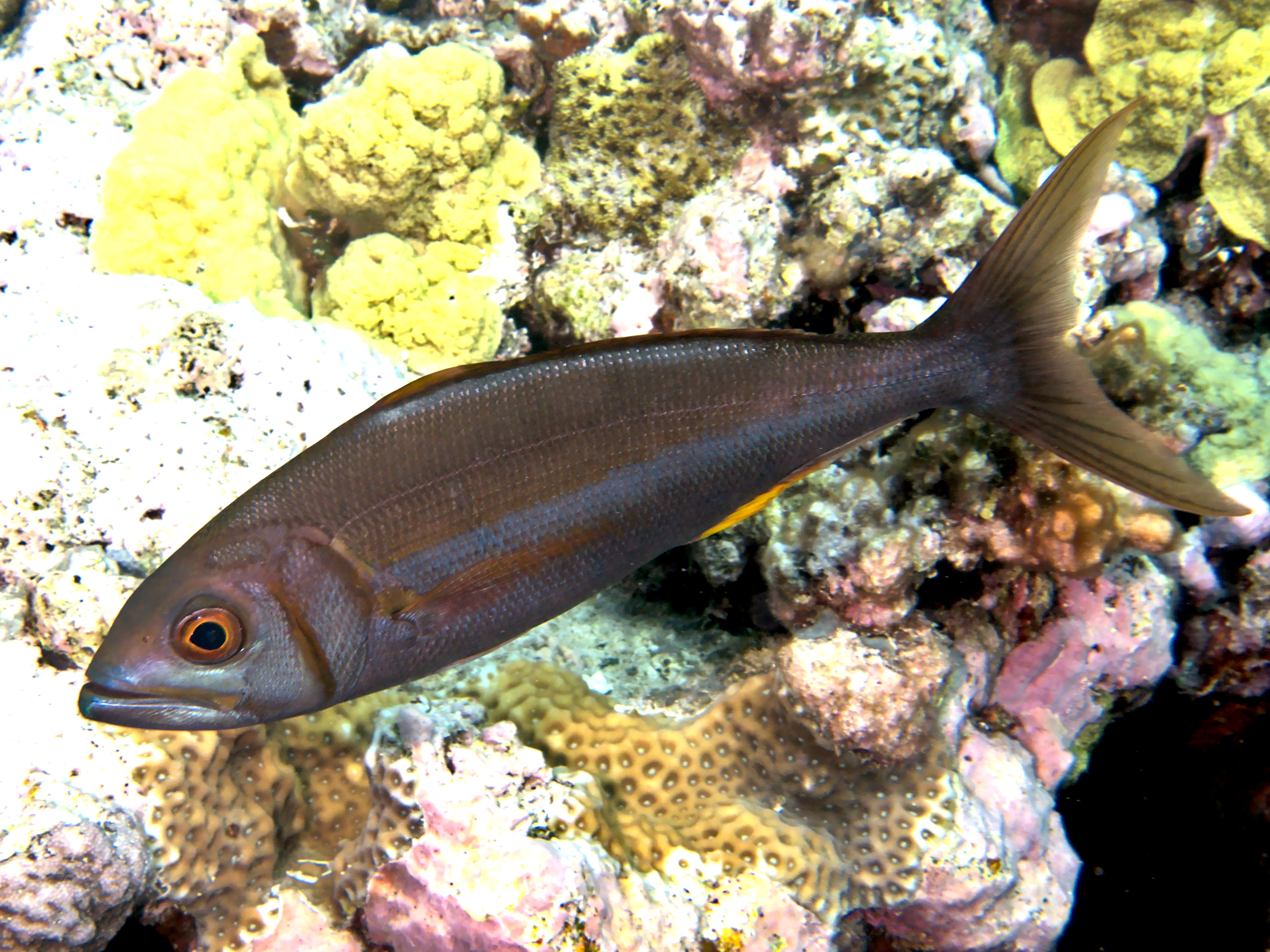 Smalltoothed Jobfish - Aphareus furca