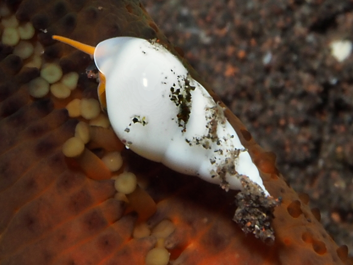 Apicalia echinasteri - Apicalia echinasteri - Bali, Indonesia
