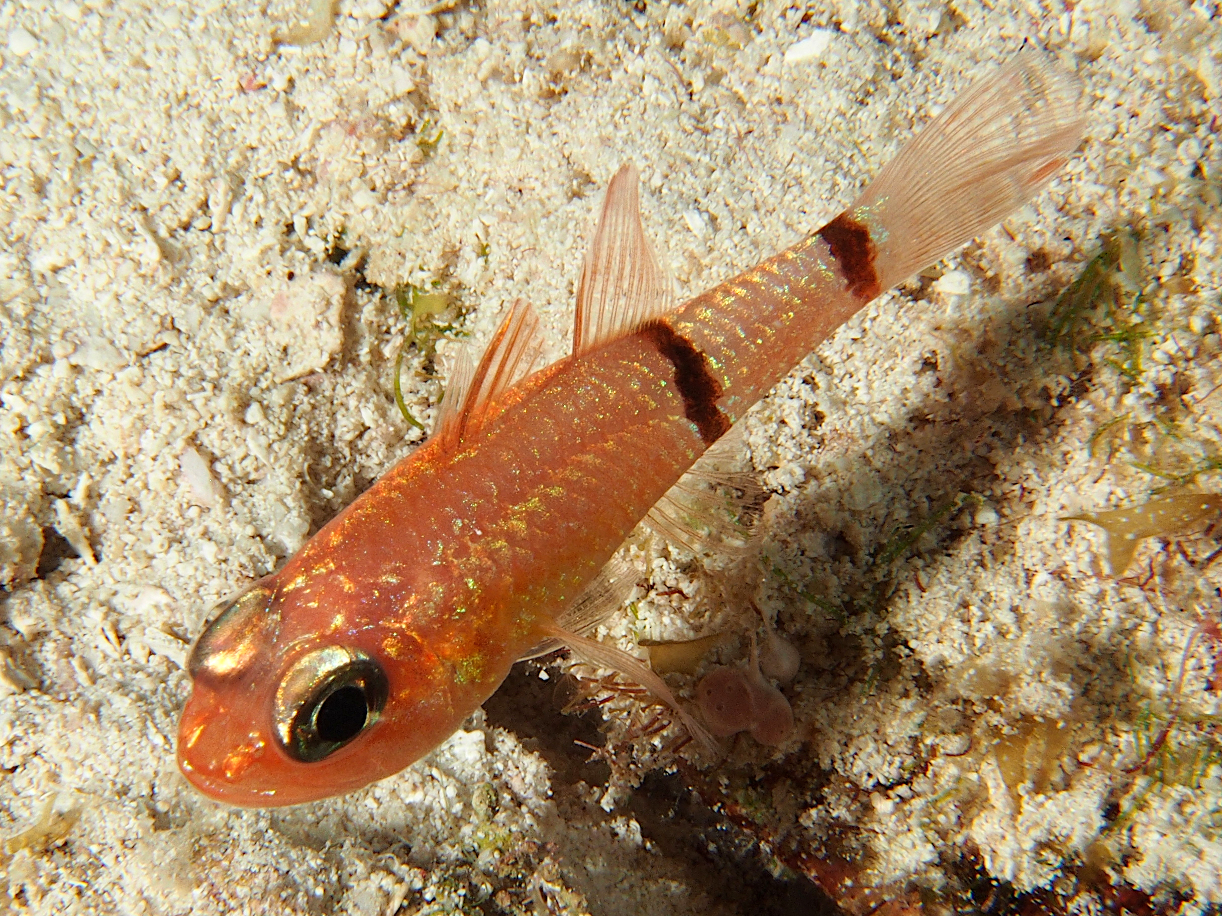 Barred Cardinalfish - Apogon binotatus - Cozumel, Mexico