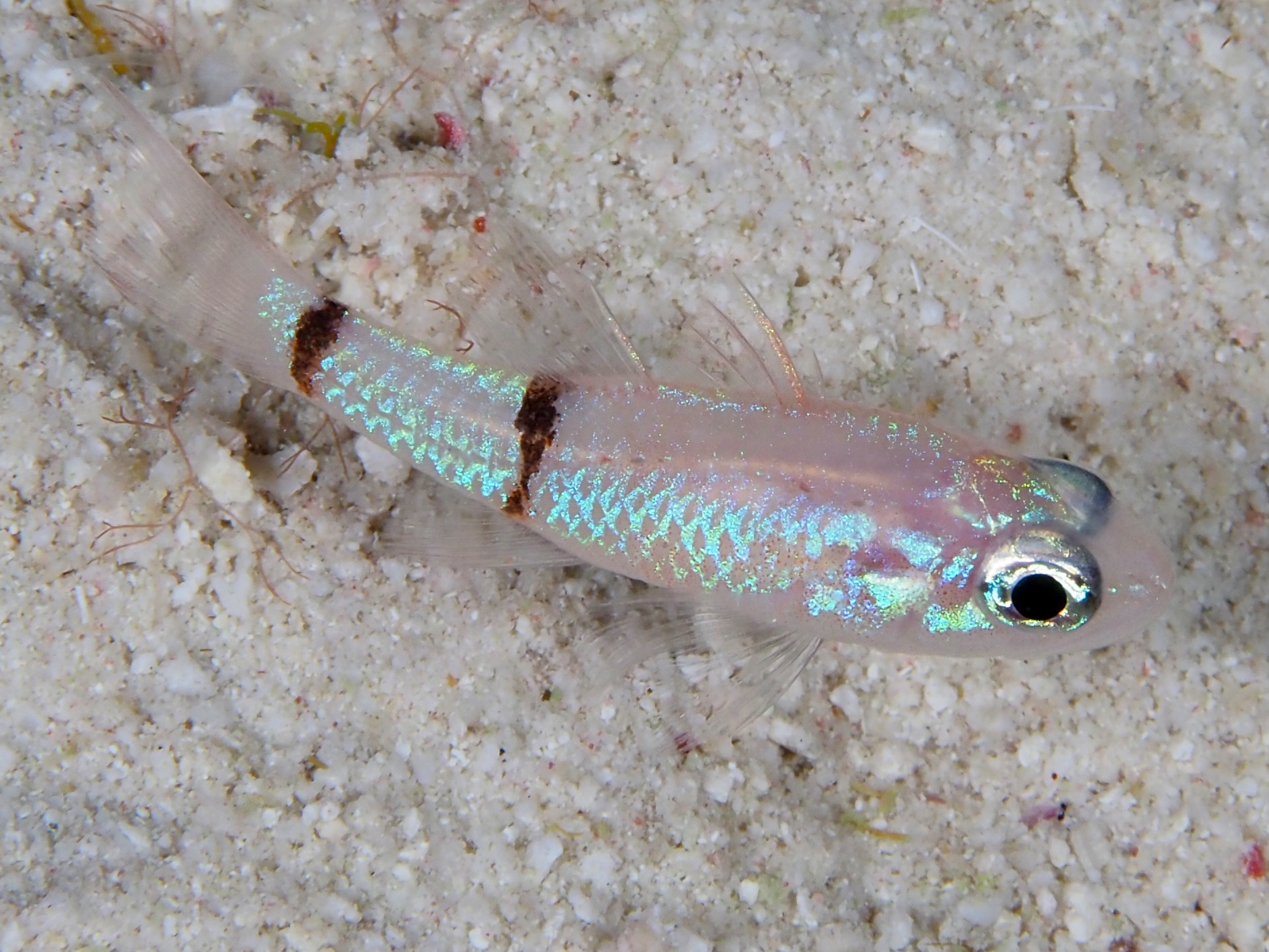 Barred Cardinalfish - Apogon binotatus