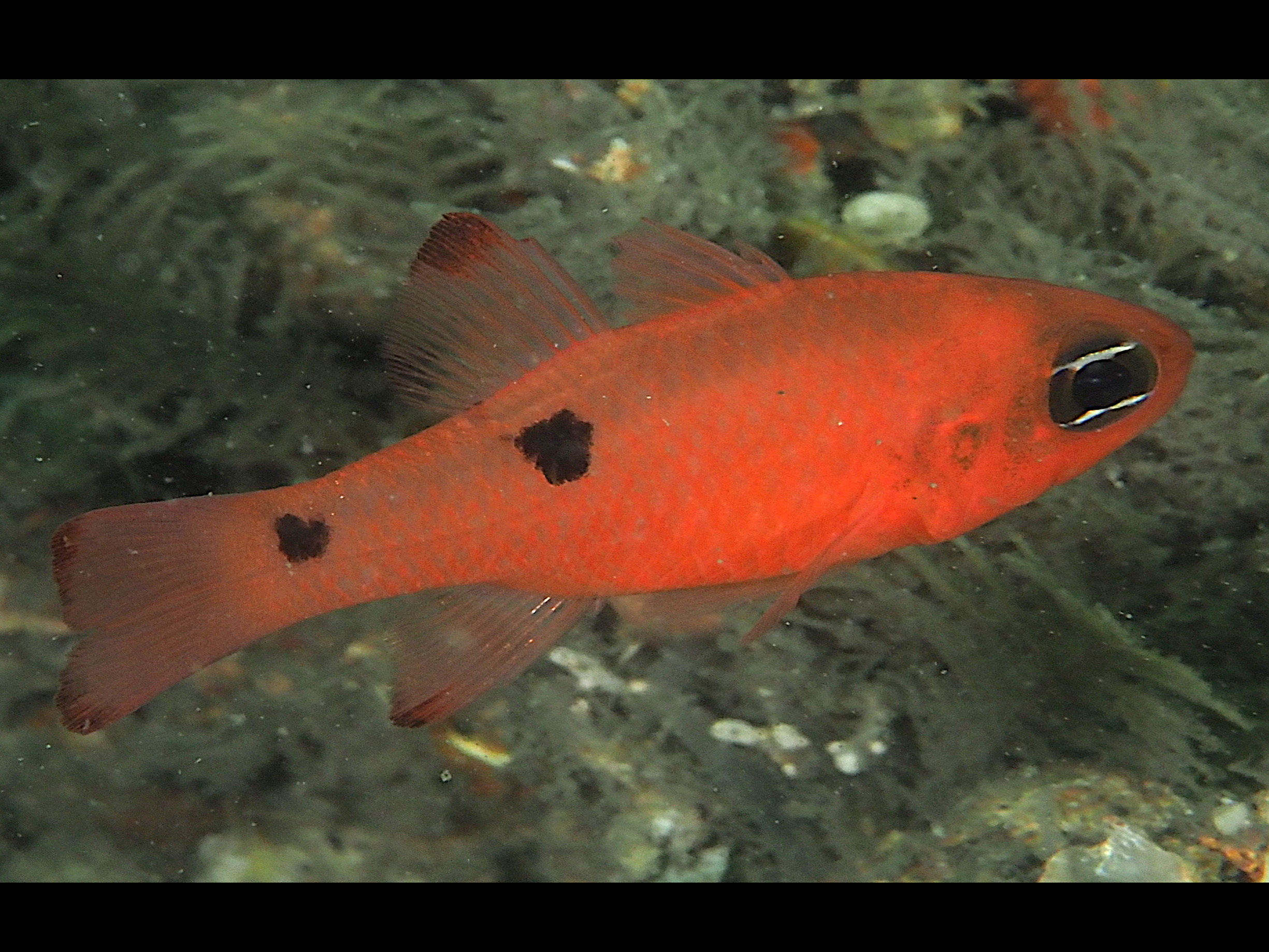 Twospot Cardinalfish - Apogon pseudomaculatus