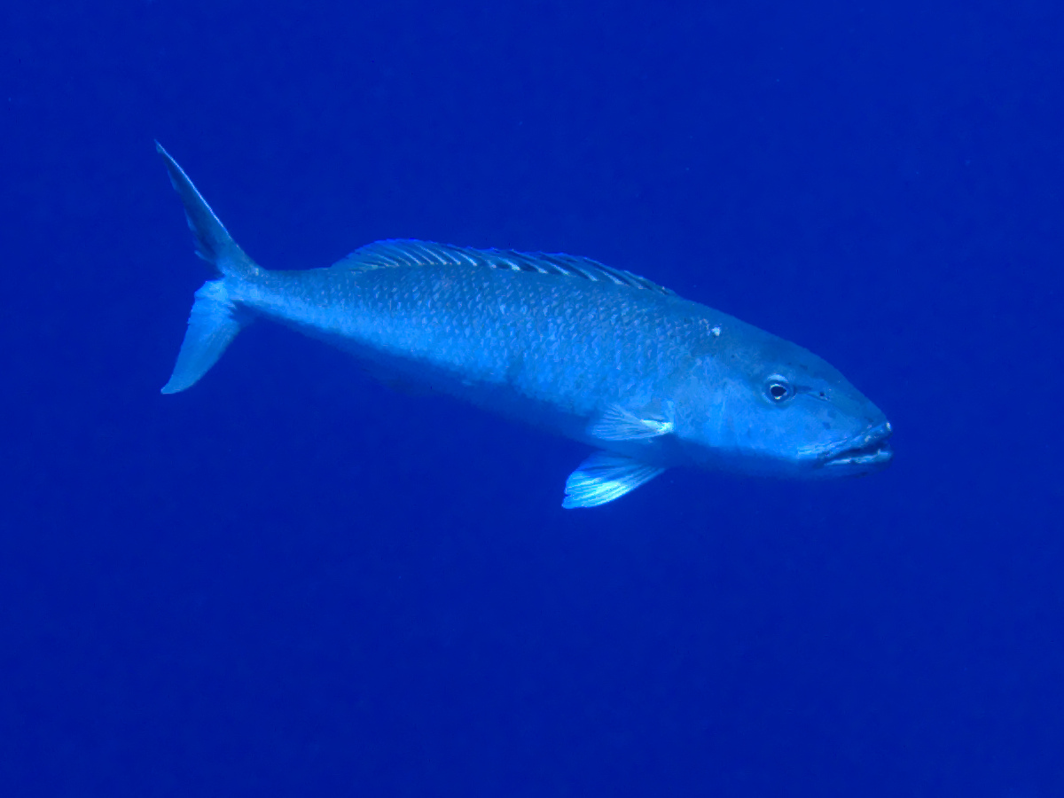 Green Jobfish - Aprion virescens