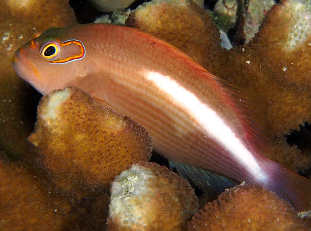 Arc-Eye Hawkfish - Paracirrhites arcatus