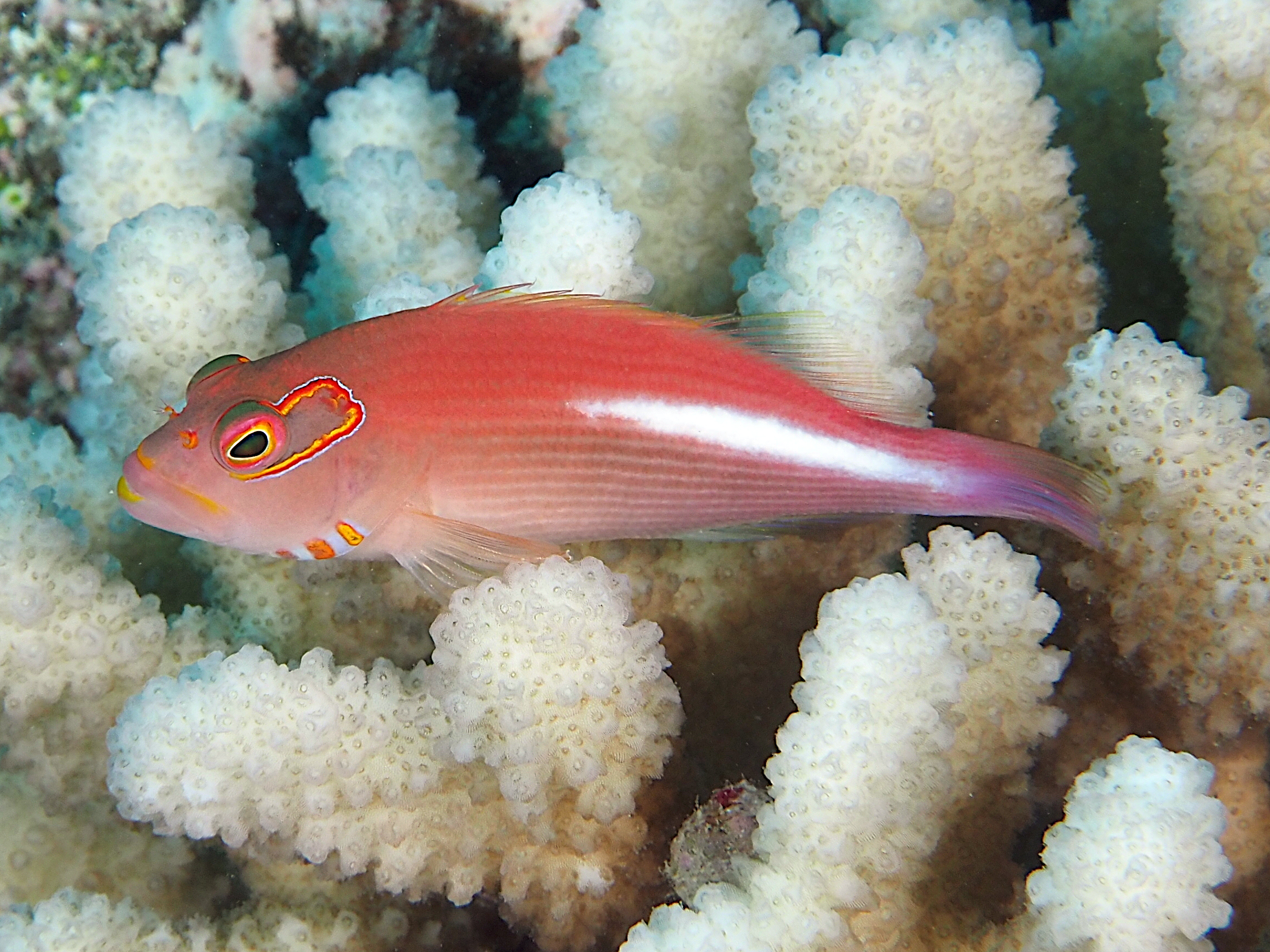 Arc-Eye Hawkfish - Paracirrhites arcatus