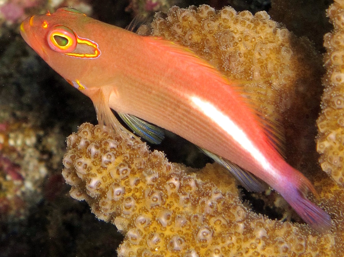 Arc-Eye Hawkfish - Paracirrhites arcatus