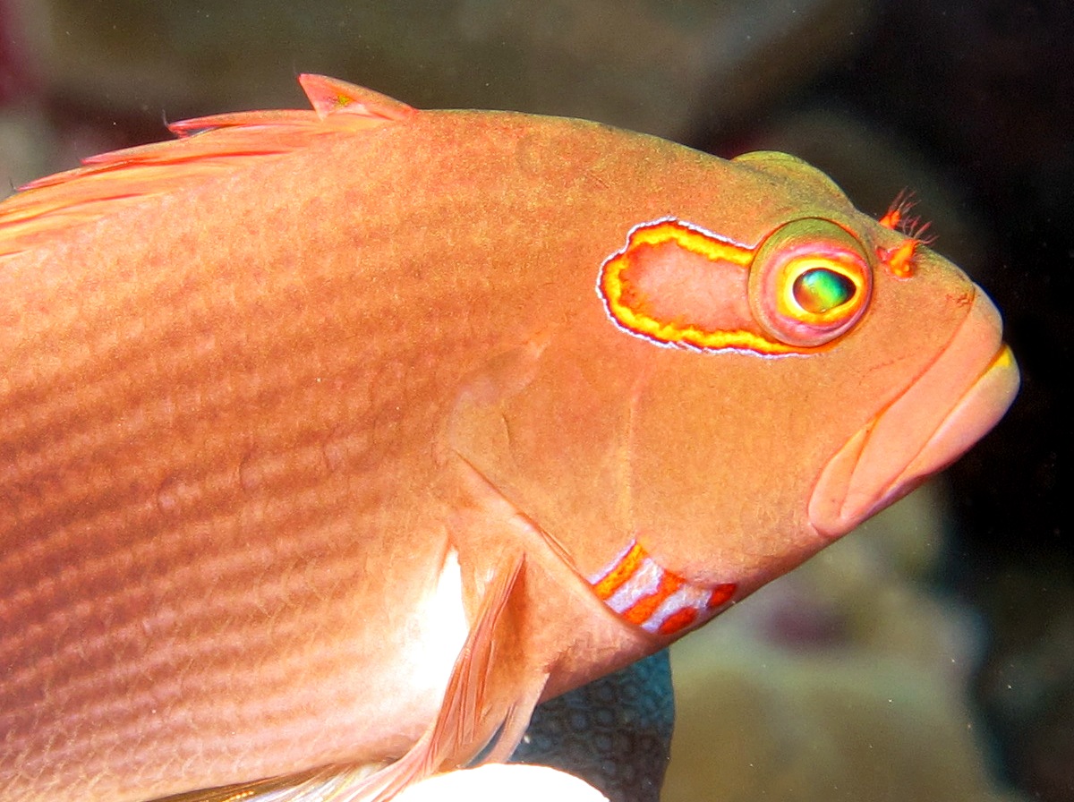 Arc-Eye Hawkfish - Paracirrhites arcatus