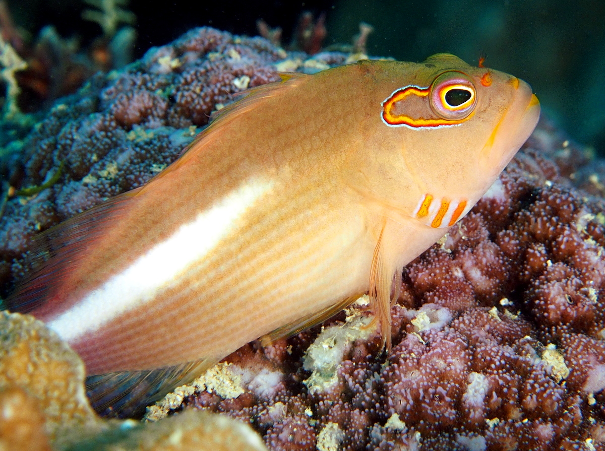 Arc-Eye Hawkfish - Paracirrhites arcatus