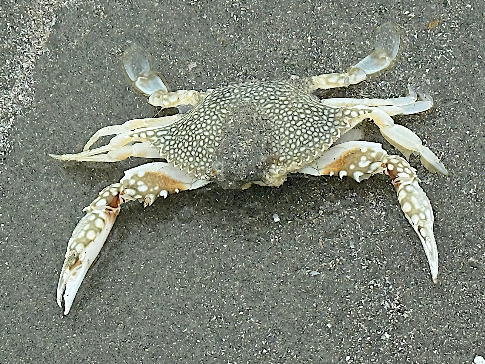 Speckled Swimming Crab - Arenaeus cribrarius - Palm Beach, Florida
