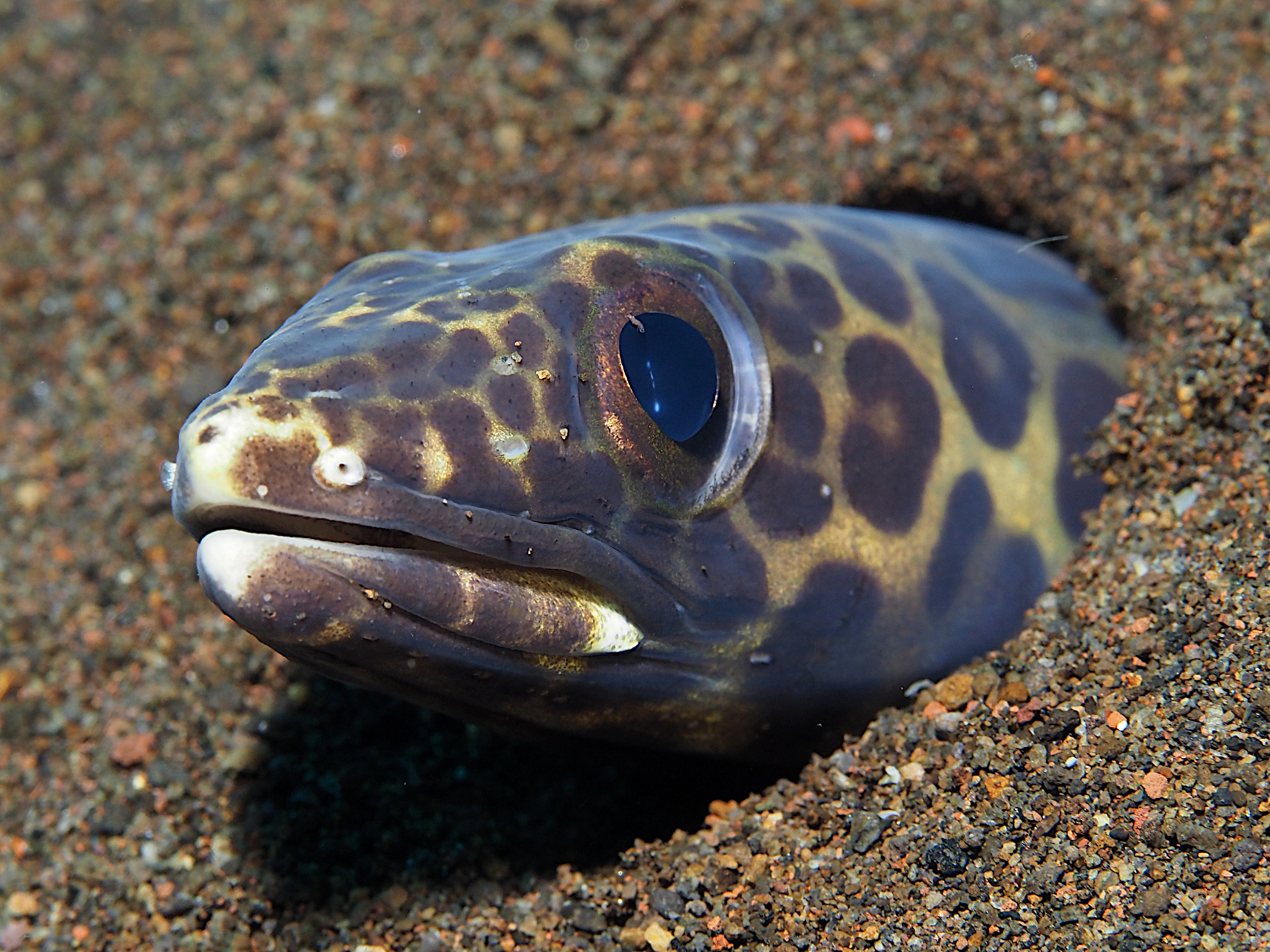 Barred Sand Conger - Ariosoma fasciatum