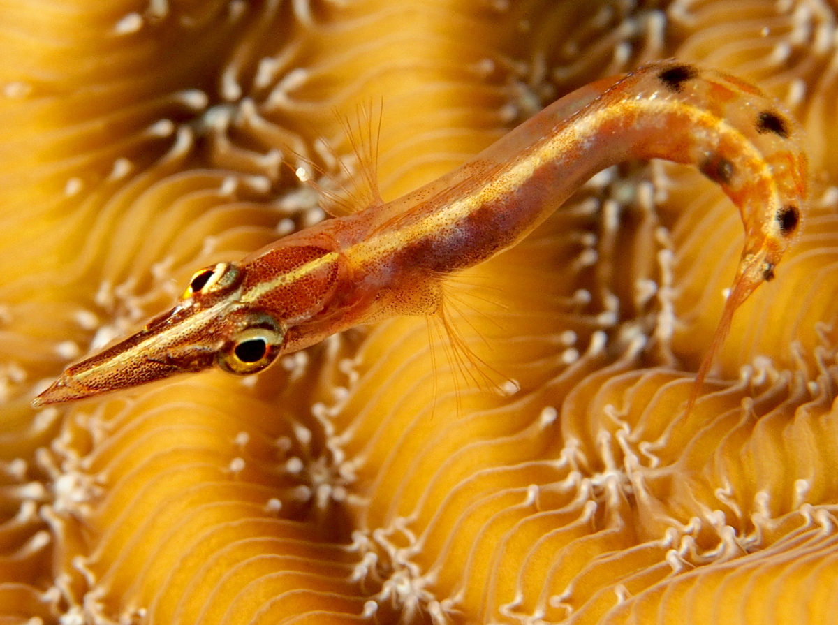 Arrow Blenny - Lucayablennius zingaro