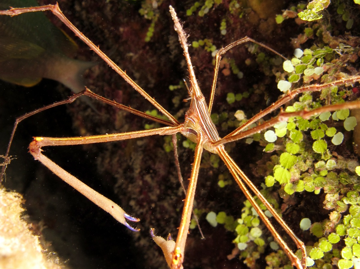 Yellowline Arrow Crab - Stenorhynchus seticornis