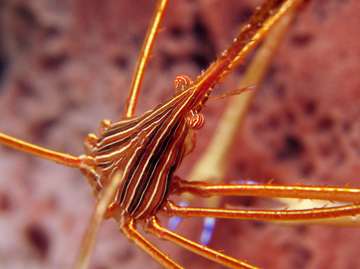 Yellowline Arrow Crab - Stenorhynchus seticornis