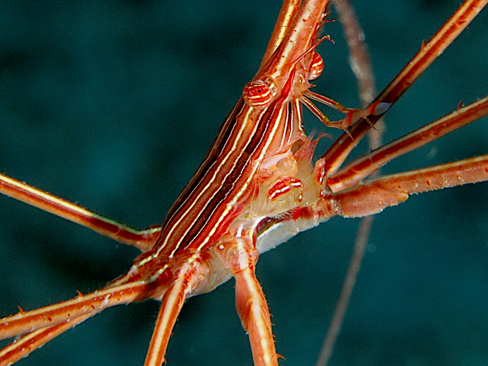 Yellowline Arrow Crab - Stenorhynchus seticornis