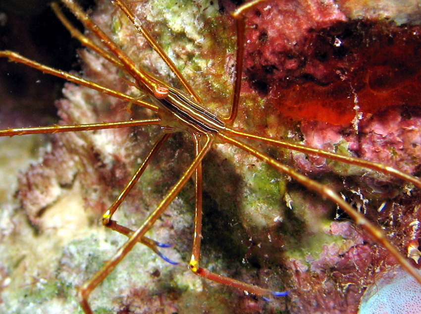 Yellowline Arrow Crab - Stenorhynchus seticornis