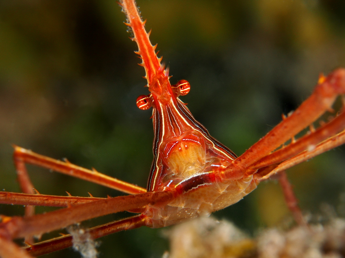 Yellowline Arrow Crab - Stenorhynchus seticornis