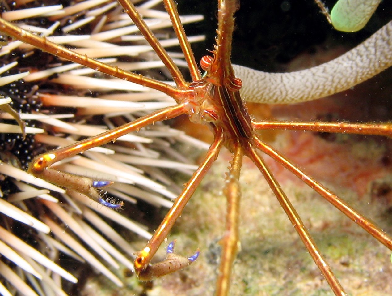 Yellowline Arrow Crab - Stenorhynchus seticornis