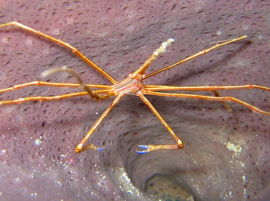 Yellowline Arrow Crab - Stenorhynchus seticornis