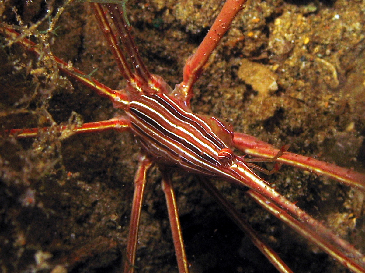 Yellowline Arrow Crab - Stenorhynchus seticornis