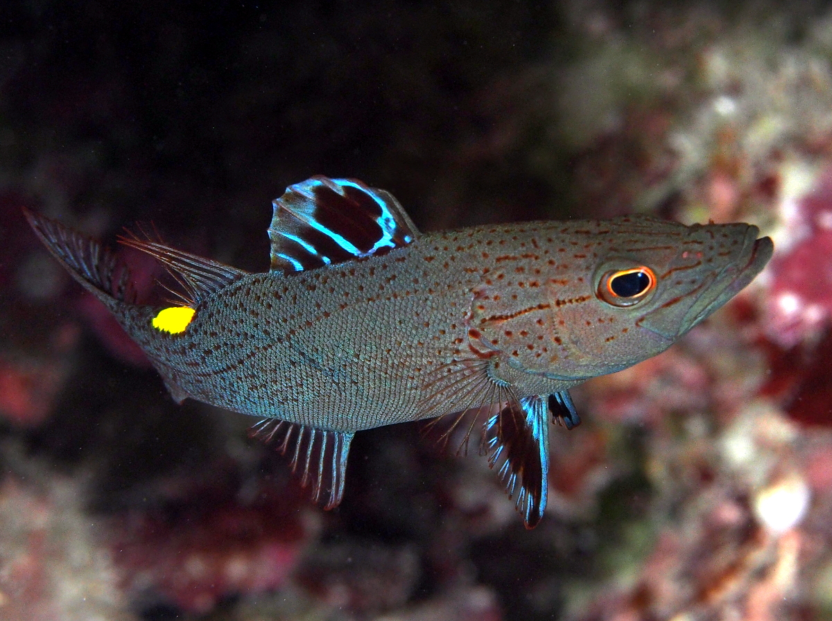 Arrowhead Soapfish - Belonoperca chabanaudi