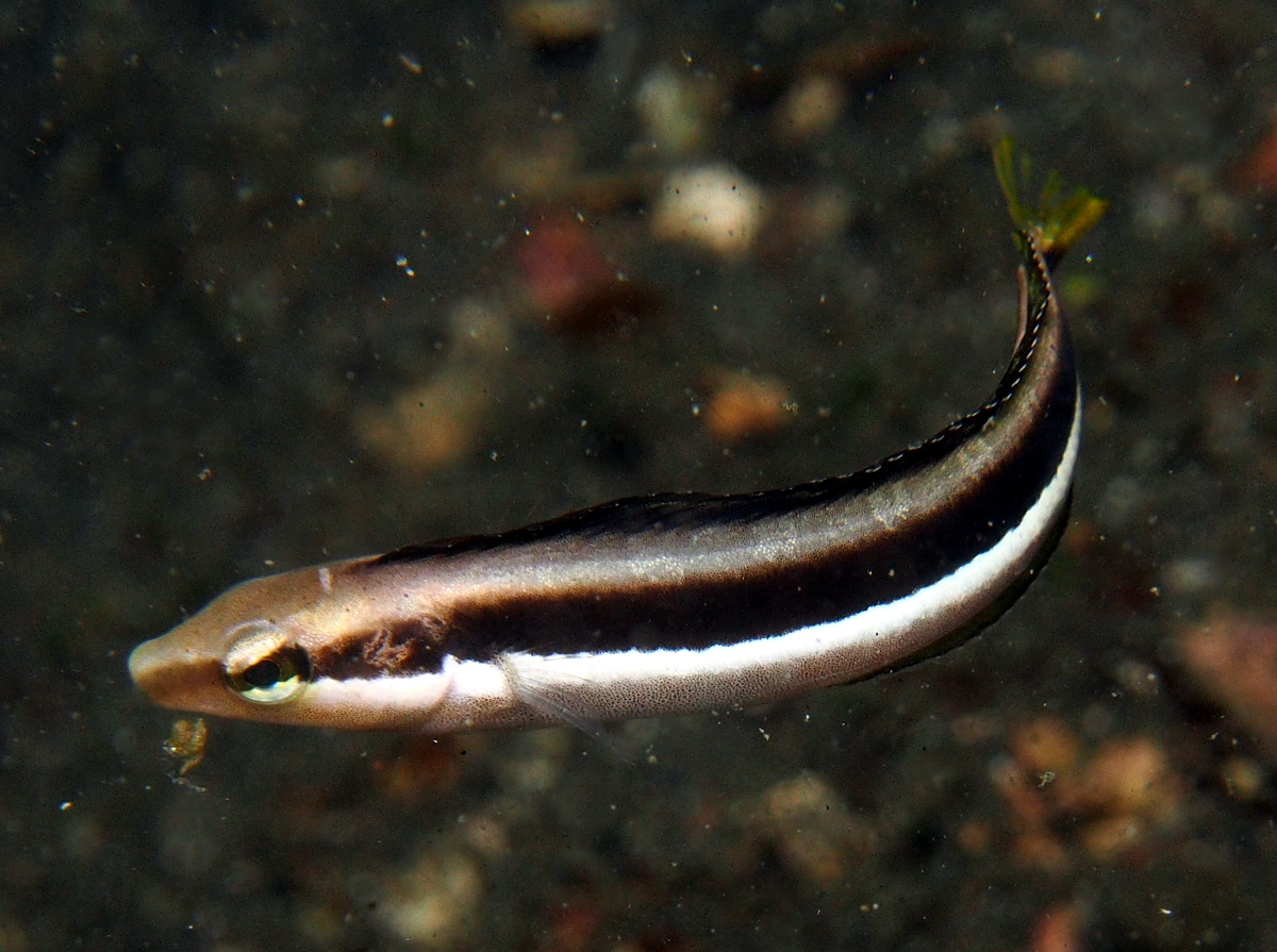 Slender Sabretooth Blenny - Aspidontus dussumieri - Lembeh Strait, Indonesia