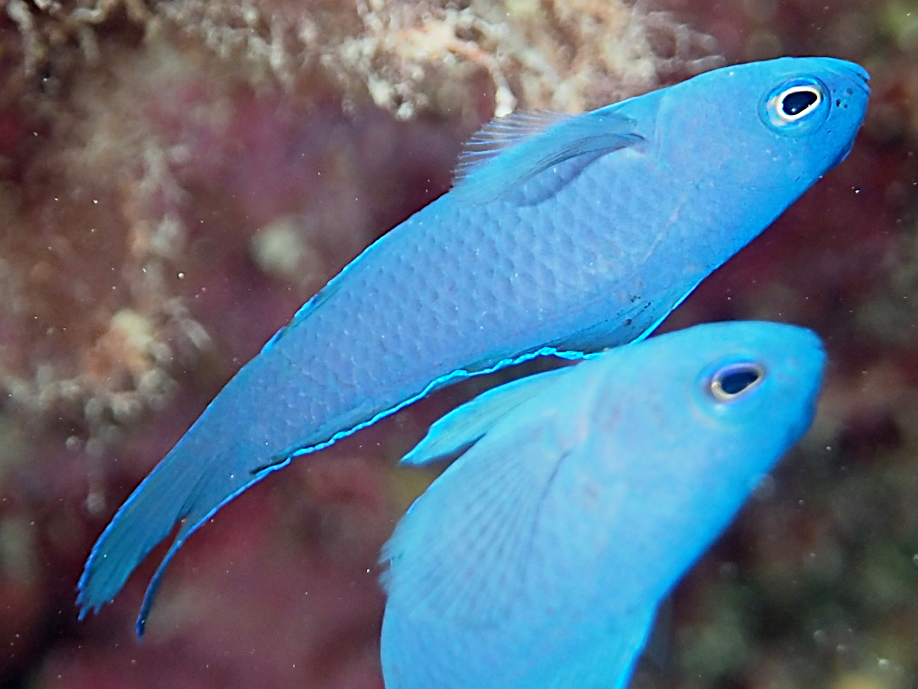 Blue Devilfish - Assessor macneilli - Great Barrier Reef, Australia