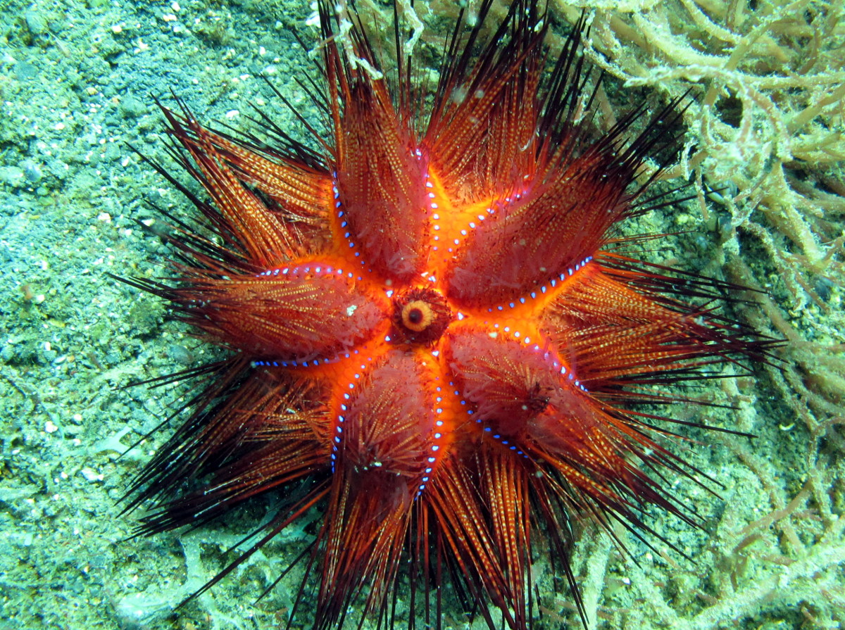 Radiant Sea Urchin - Astropyga radiata - Lembeh Strait, Indonesia ...