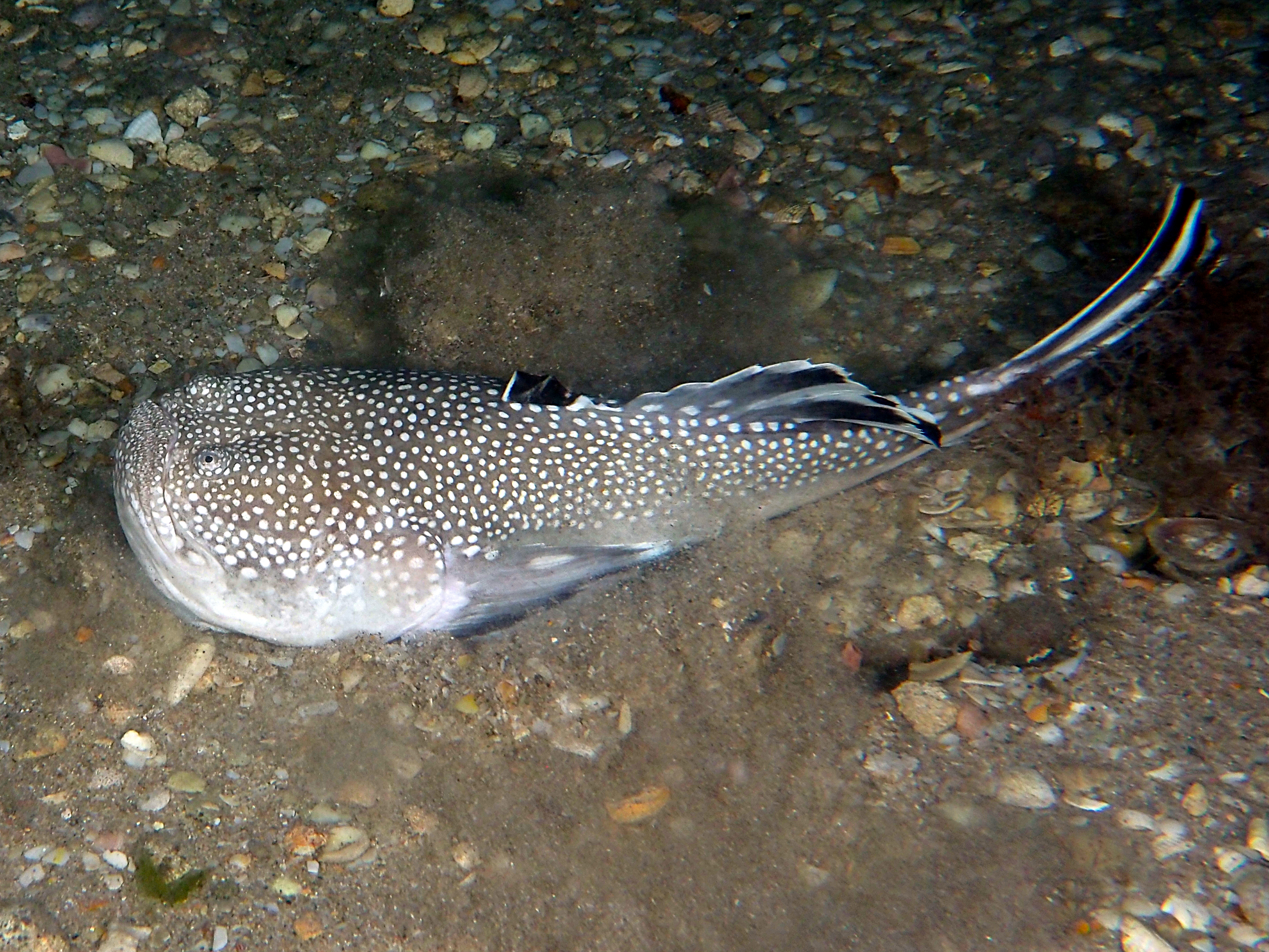 Northern Stargazer - Astroscopus guttatus - Palm Beach, Florida