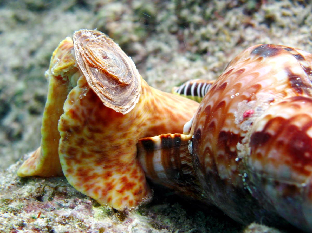 Atlantic Triton's Trumpet - Charonia variegata