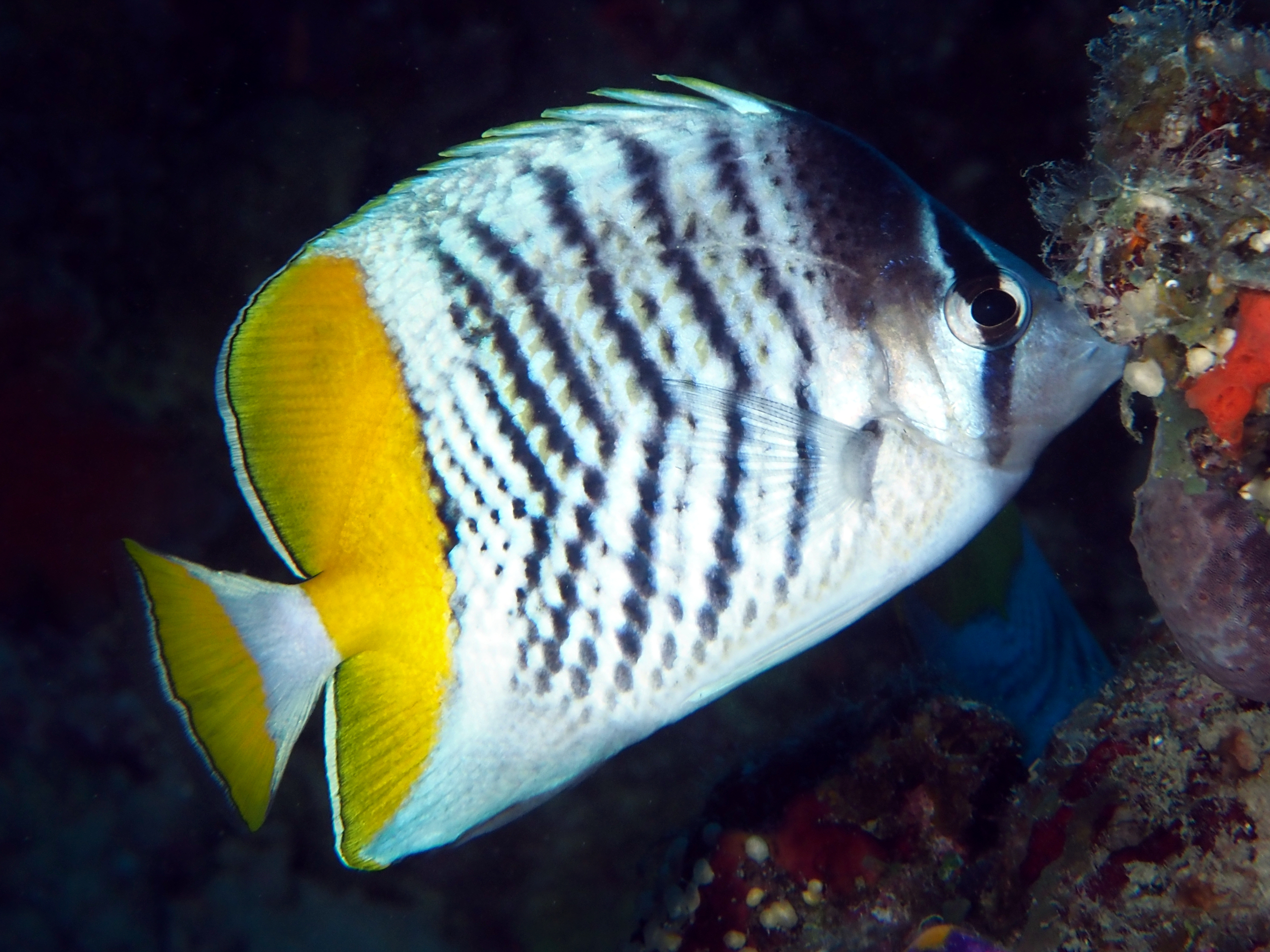 Atoll Butterflyfish - Chaetodon mertensii