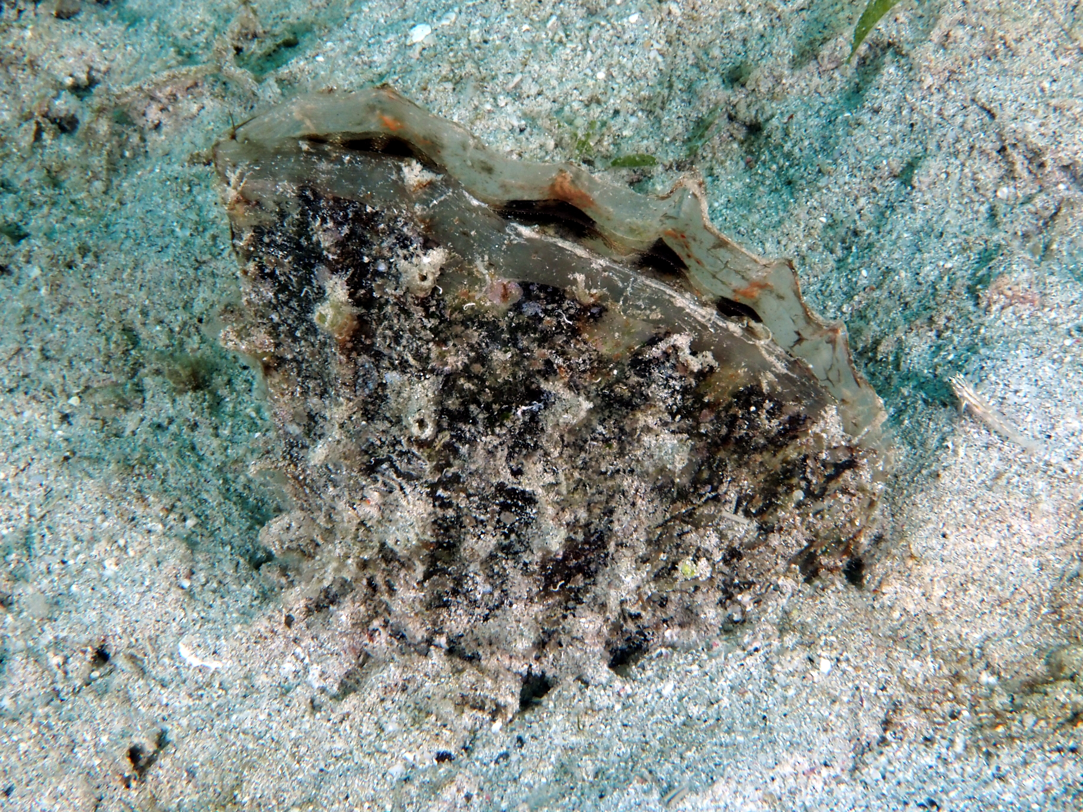 Stiff Penshell - Atrina rigida - British Virgin Islands