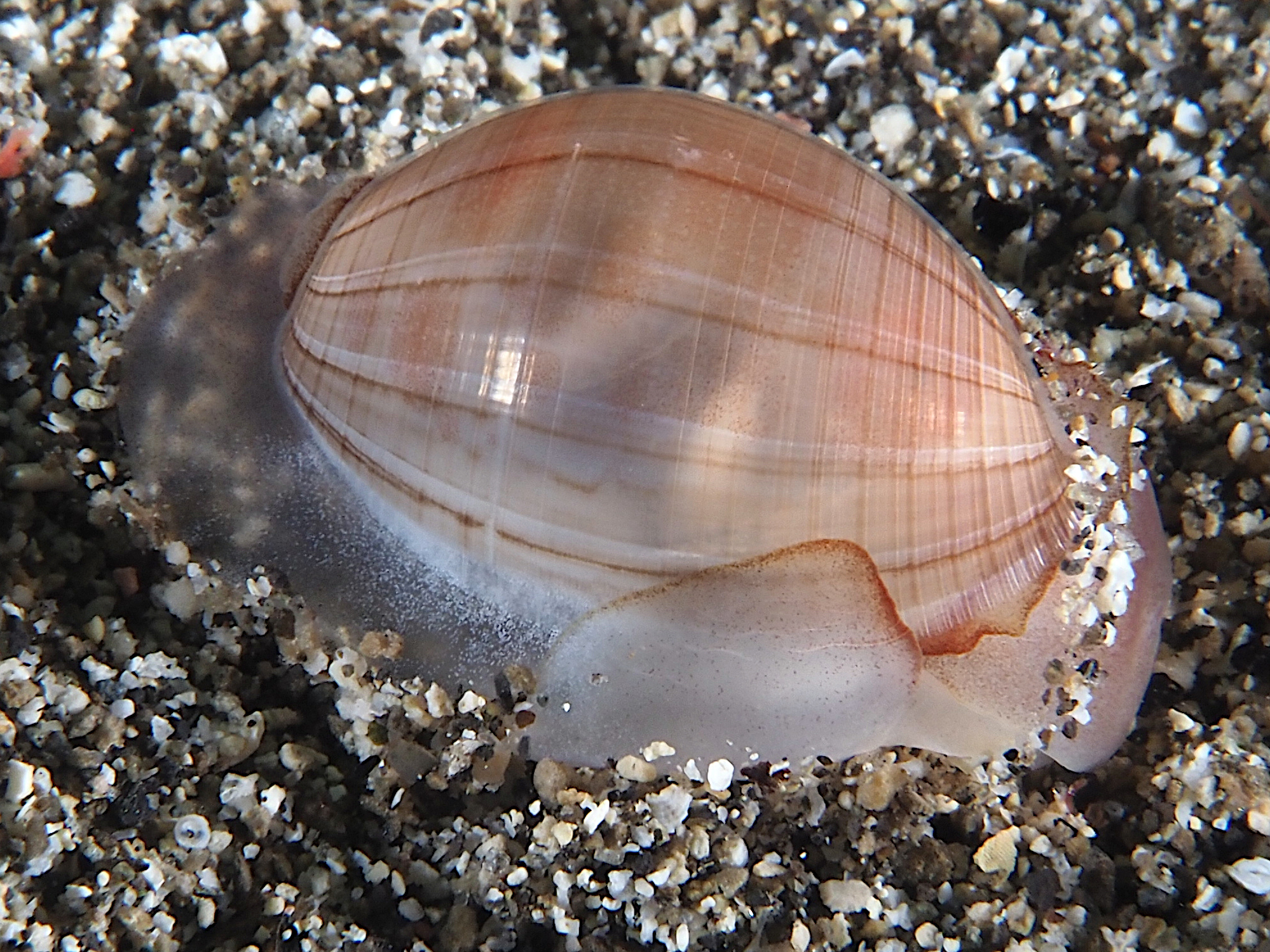 Pacific Nut Sheath Bubble - Atys naucum