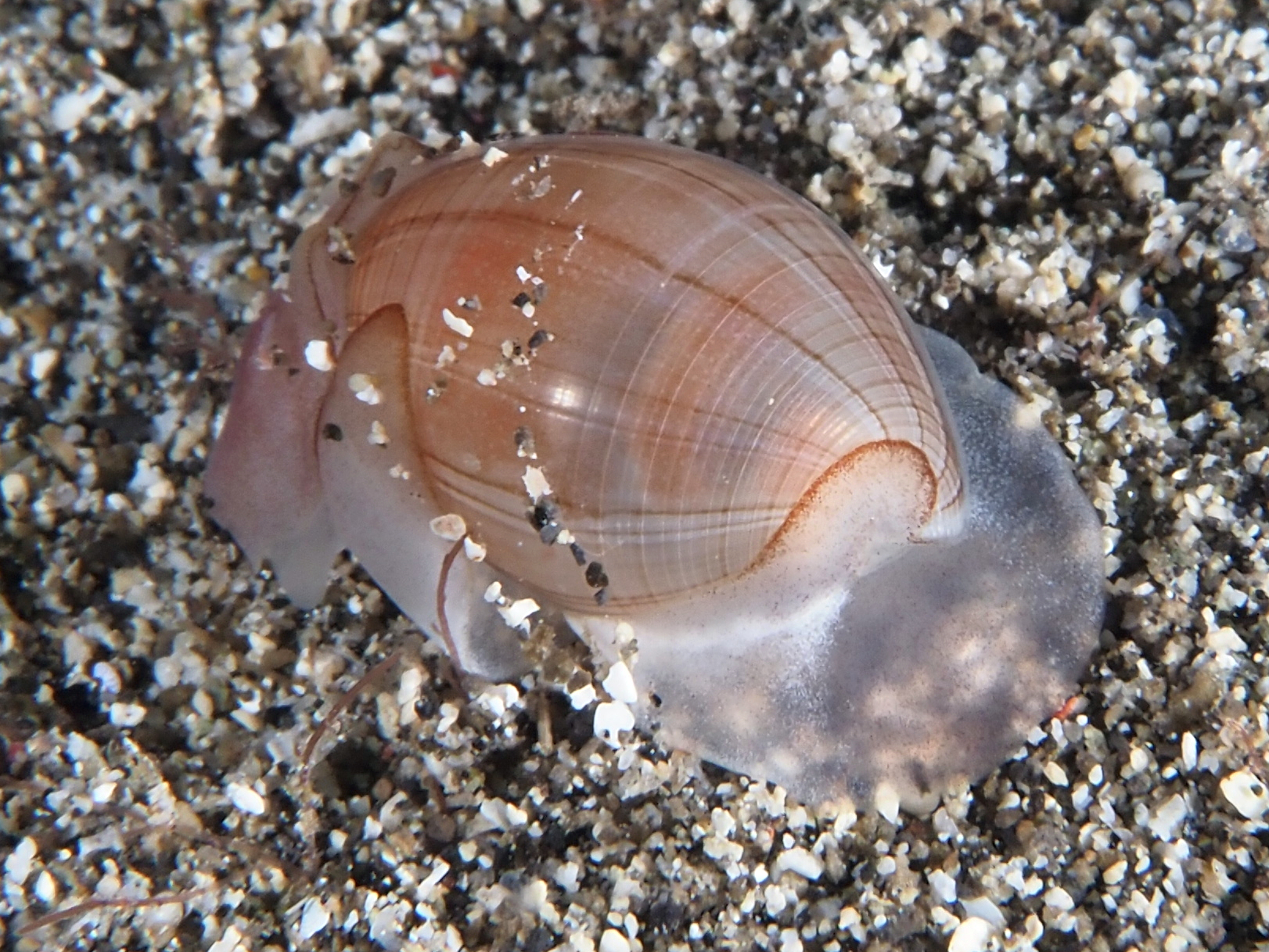 Pacific Nut Sheath Bubble - Atys naucum